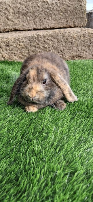 Coelho anão mini lop belier