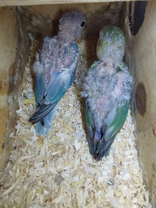 Agapórnis Roseicollis