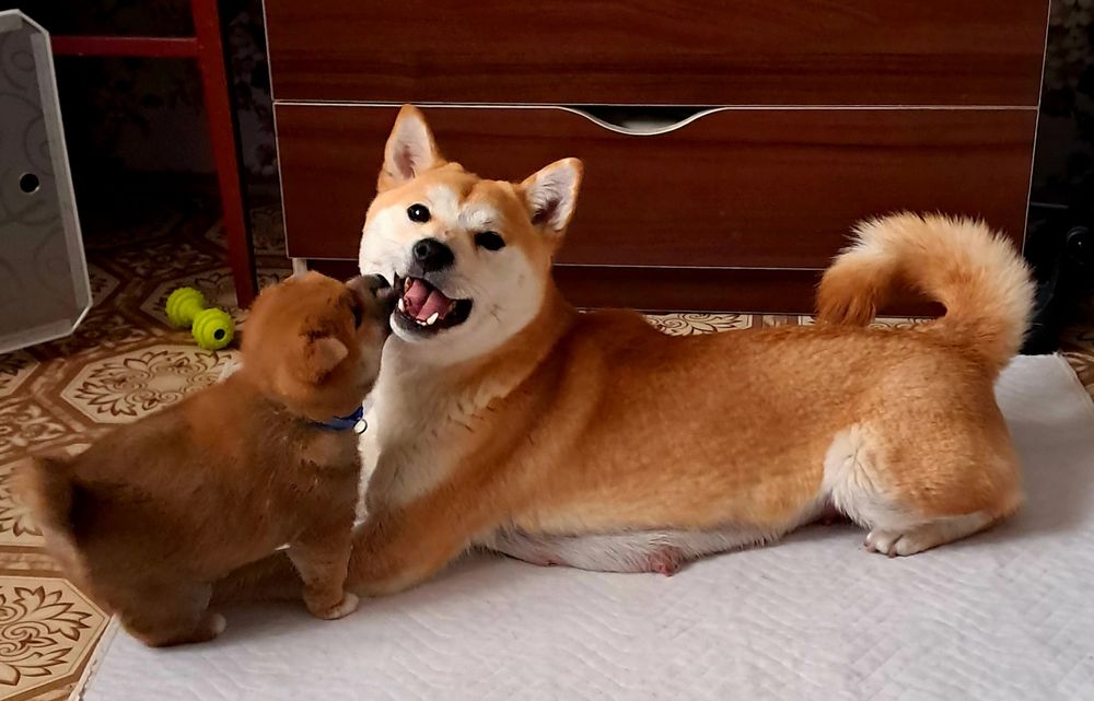 Руді лисичкі сіба-іну . Доставка по Україні за наш рахунок