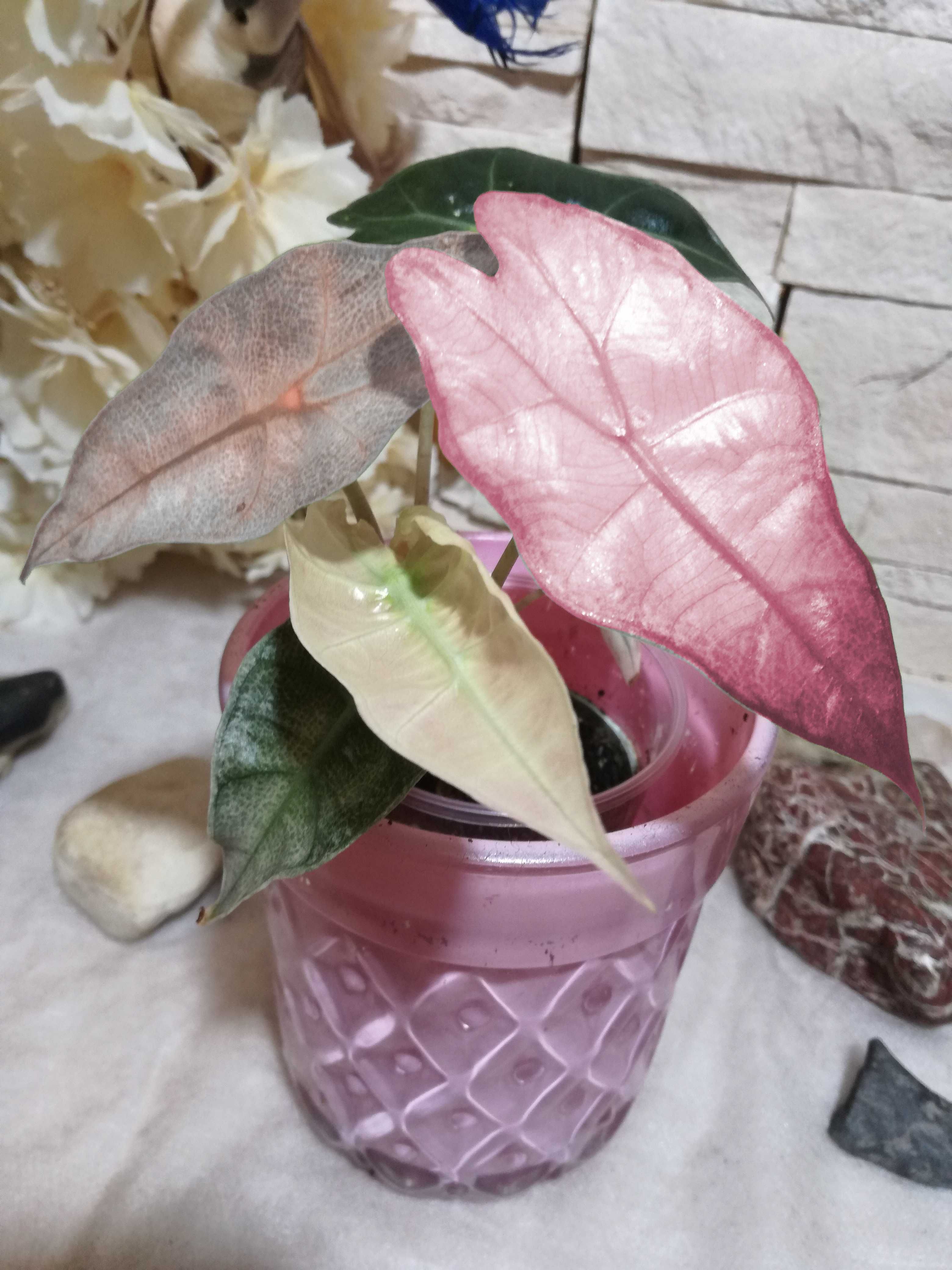 NOWOŚĆ! INTERNATIONAL Alokazja Amazonica Pink Variegata Alocasia róż