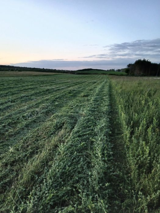 sianokiszonka z lucerny i traw