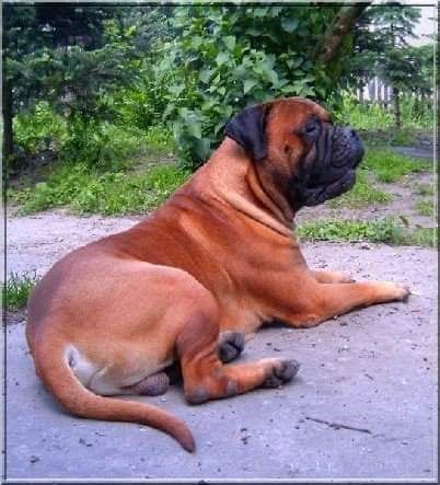Bullmastiff - zapowiedź szczeniąt