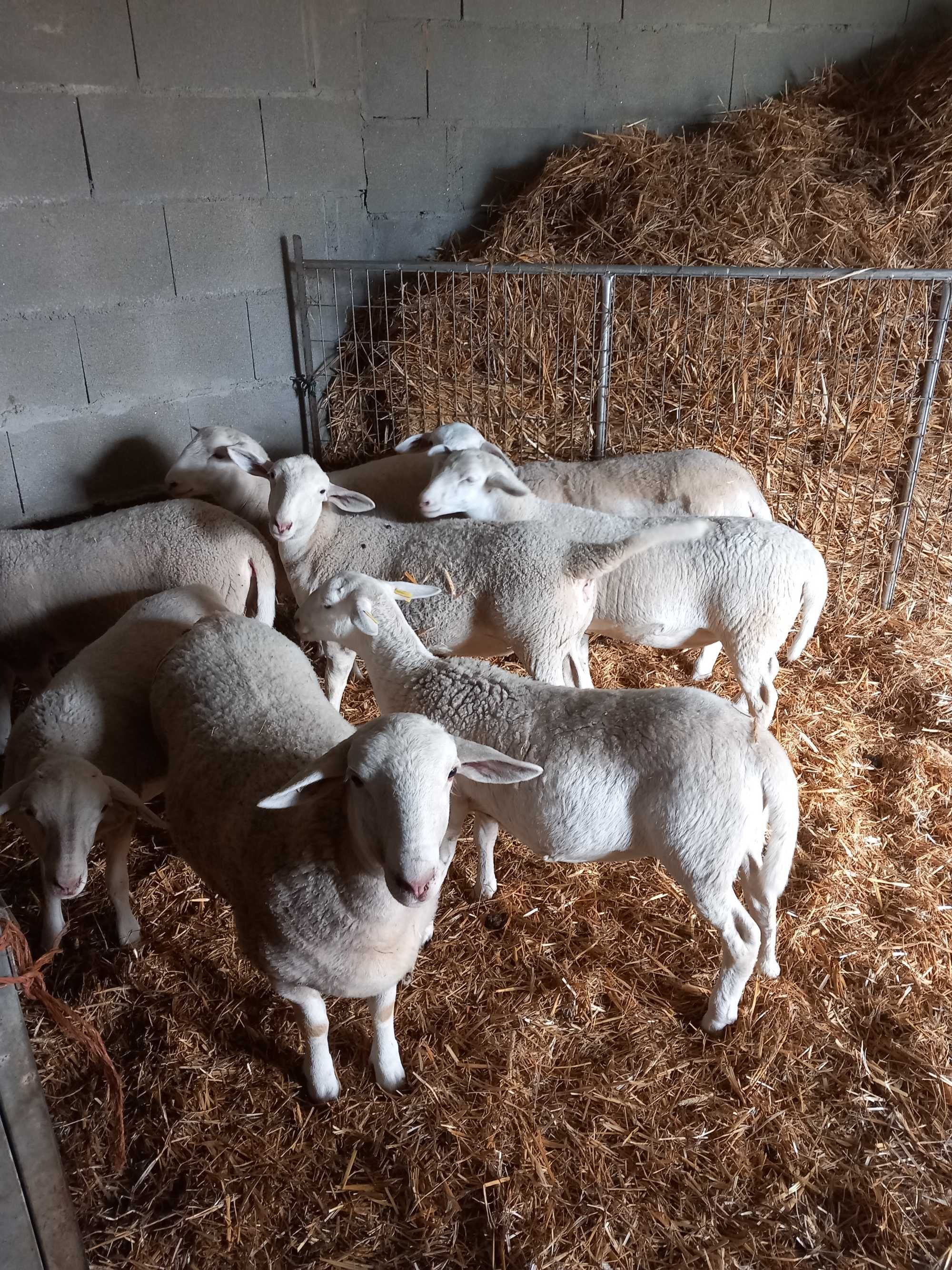 Ovinos das Raças,  Berouchon du Cher, e Dorper Branco