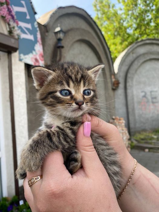 Кошенята шукають дім
