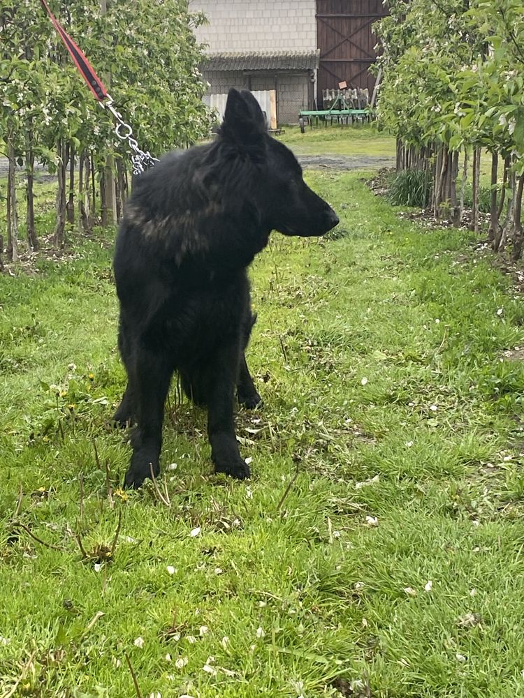 Owczarek Niemiecki Czarny Suka  ODDAM