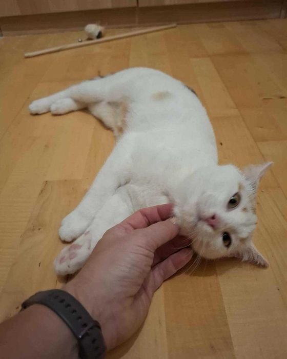 Gala szuka nowego domu