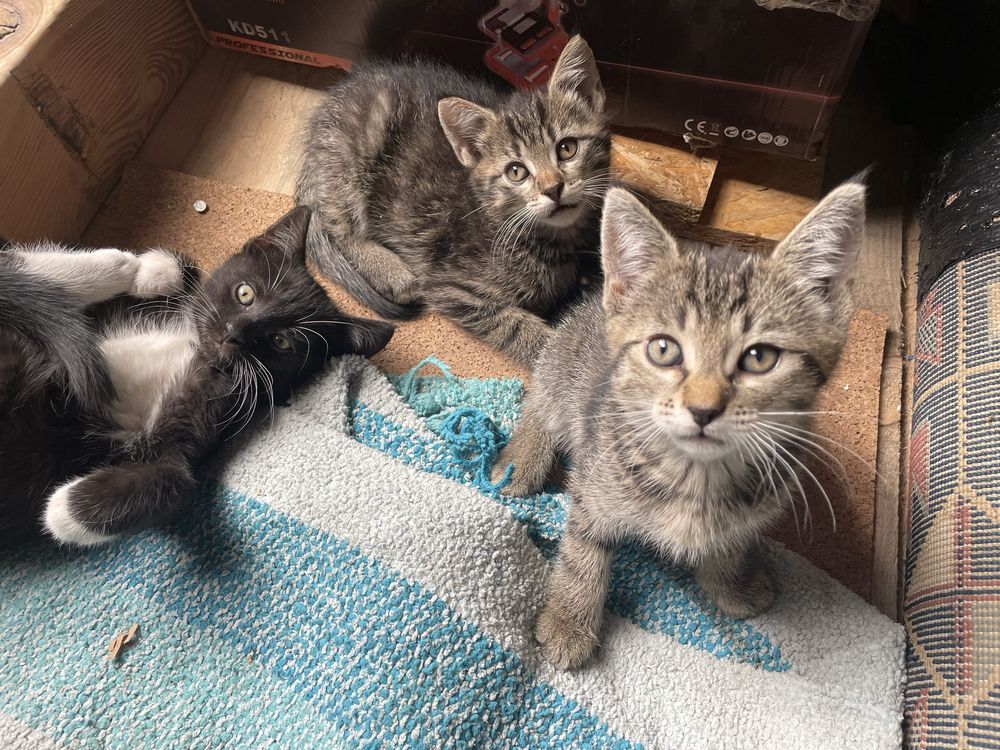 Koty do adopcji ZA DARMO