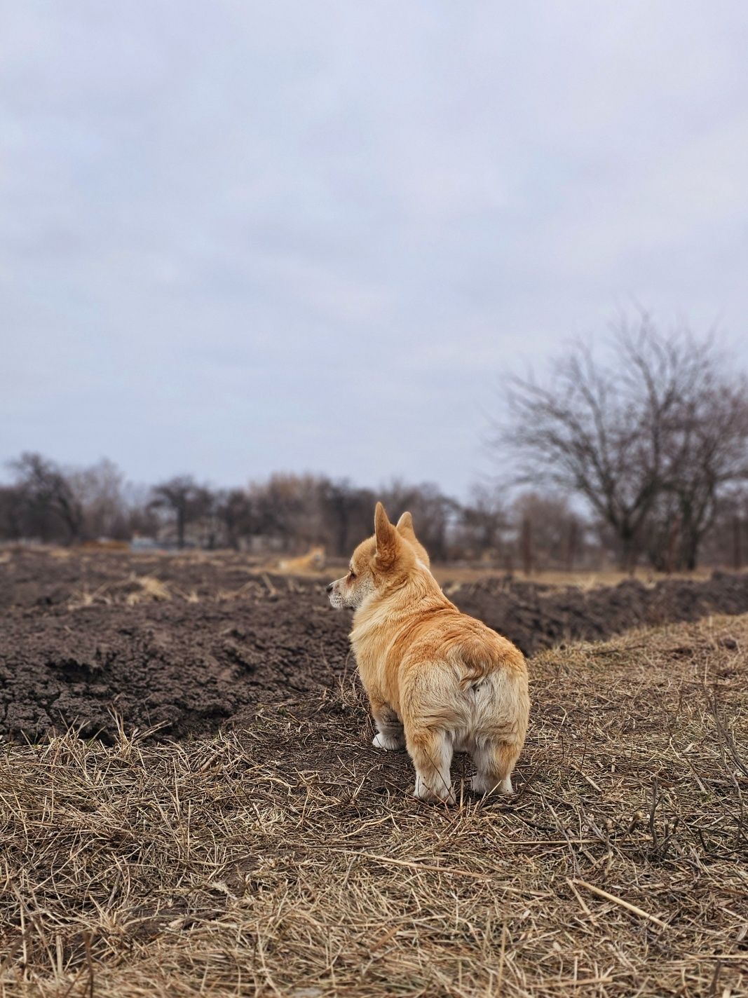 Рудий куцехвостий кобель вельш коргі пемброк