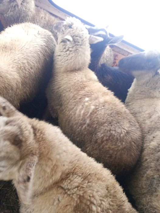 Sprzedam owce kotną