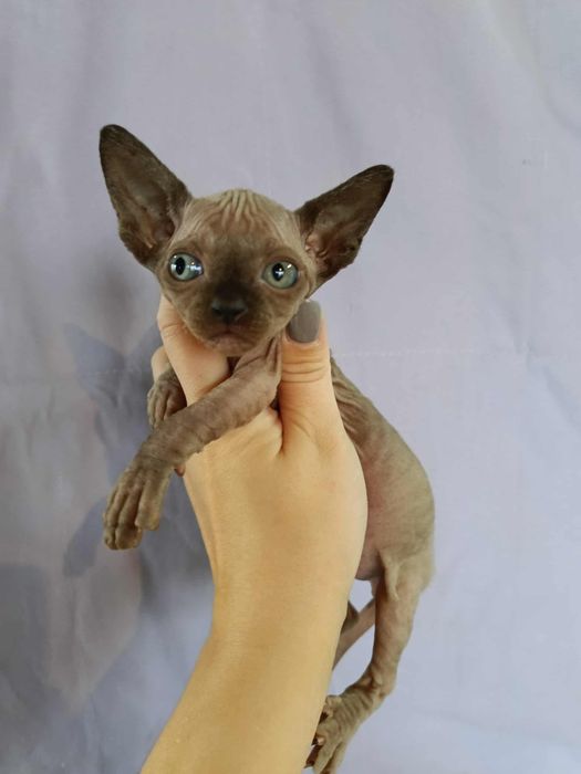 Sfinks Kanadyjski - kocięta