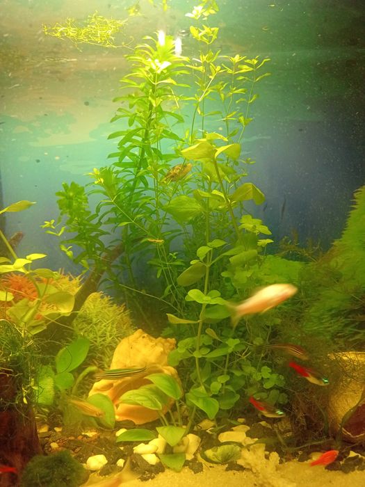 Аквариум 20л, помпа, обогреватель, рыбки, растения, грунт