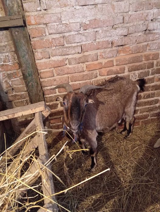 Продам козів на мясо