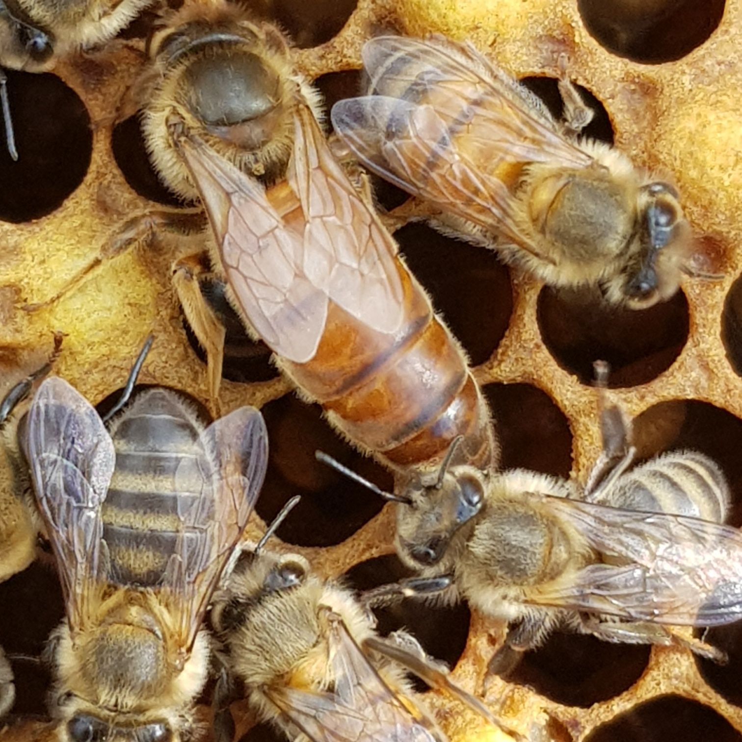 Matka pszczela nieunasienniona Buckfast , Krainka