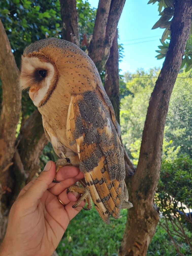 Aves para criar a mão