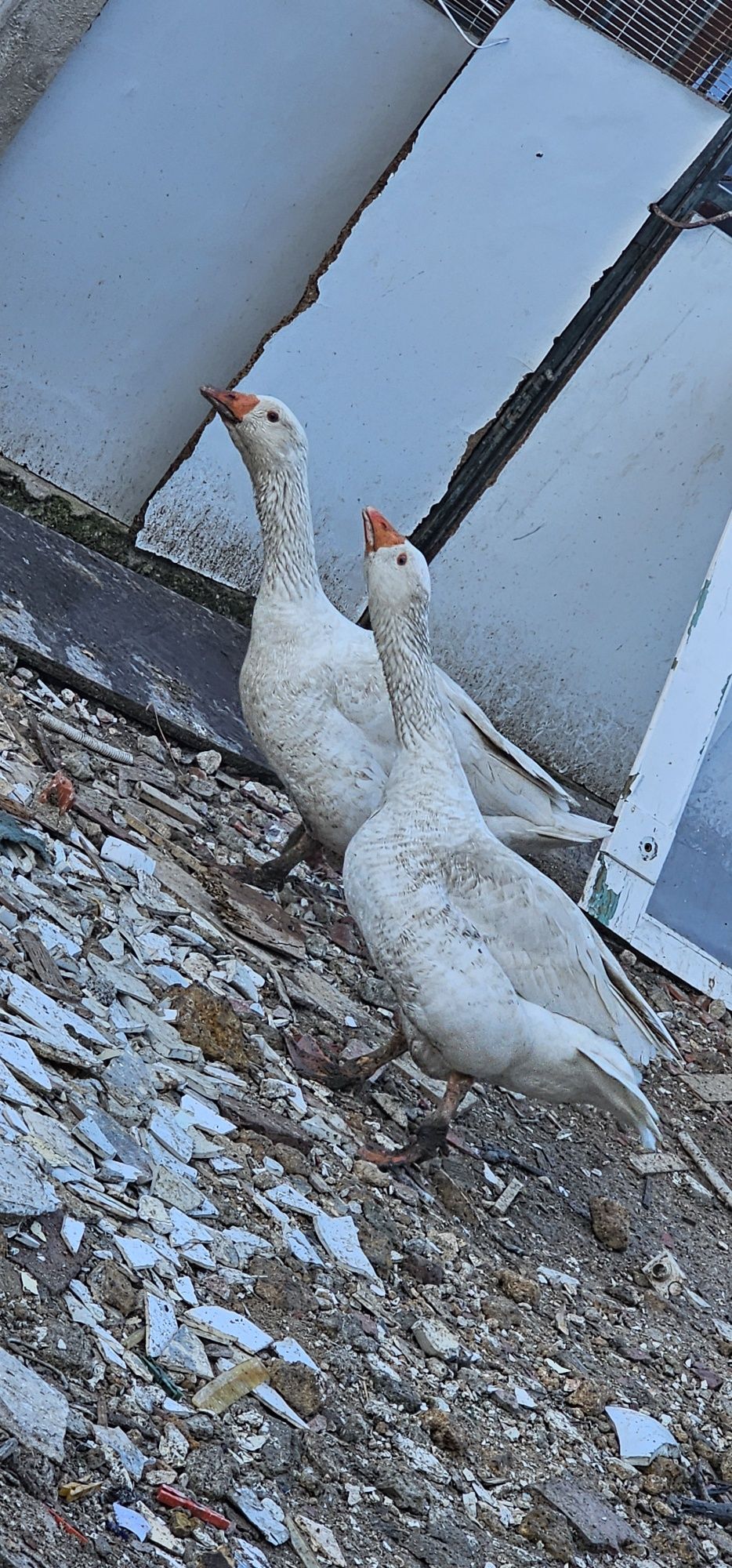 2 Patos Gansos Branquinhos