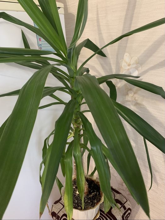 Юка кімнатна рослина