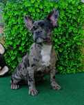 Femea Cor merle, bulldog francês