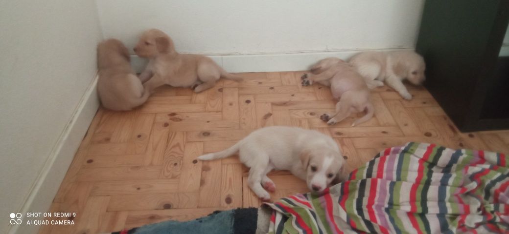 Cachorros bebés  para adopção responsável