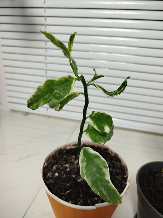 Аглаонема, педілантус