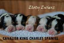Szczeniak rasy Cavalier King Charles Spaniel