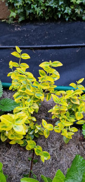 Бересклет. Голд. Сильвер. Японский