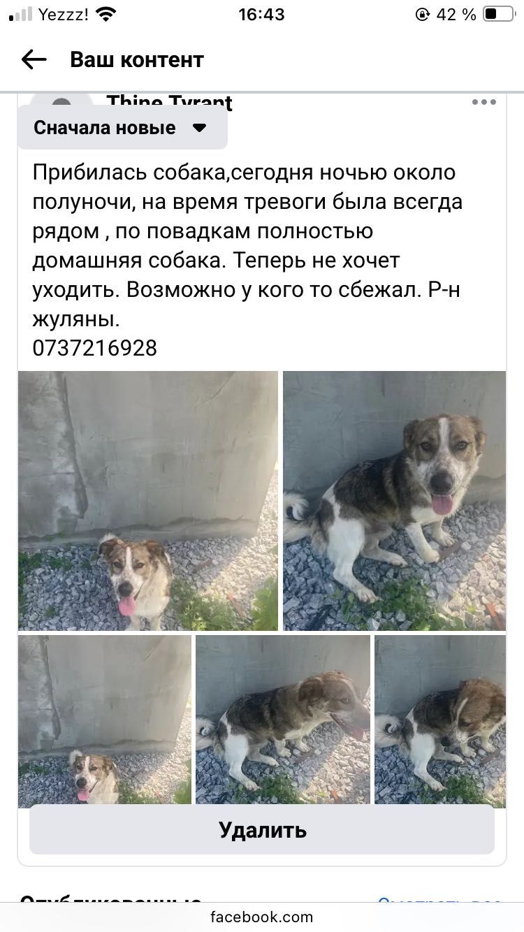 Собаке нужны хозяева