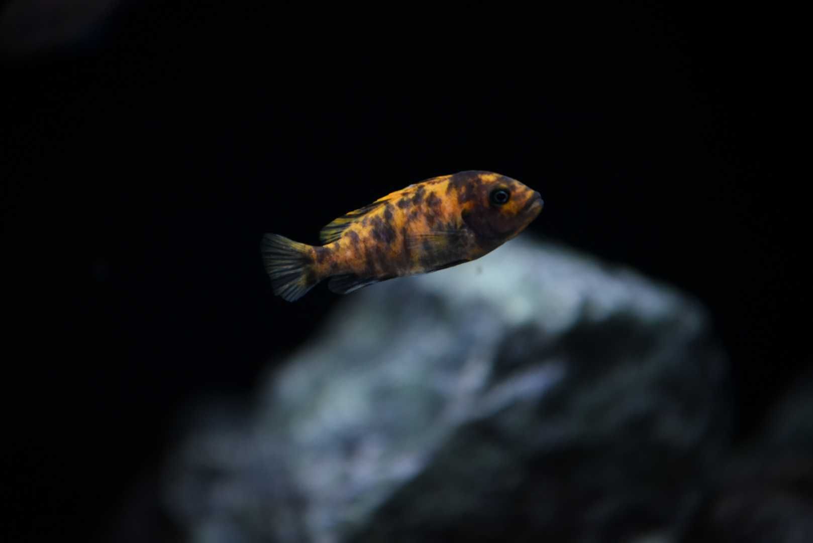 Pyszczaki Malawi Metriaclima Estherae (Minos Reef) polecam !!