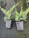 Juniperus dream joy p9