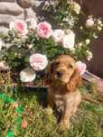 Cocker Spaniel suczka