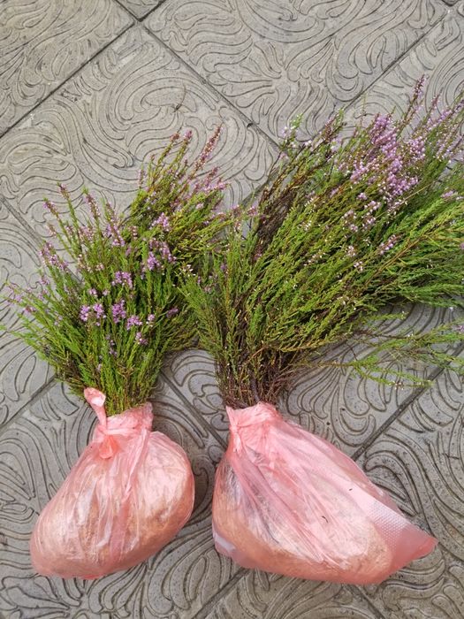 Брусниця, чорниця, верес саджанці