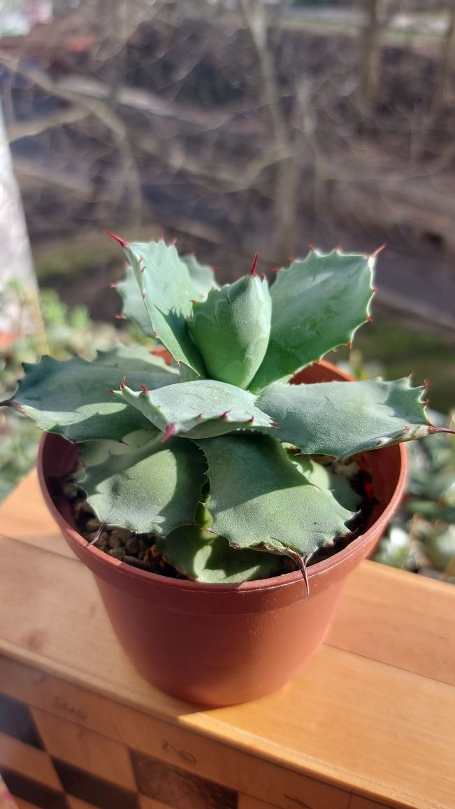 Agave Istmensis Агава Истменсис  compact form