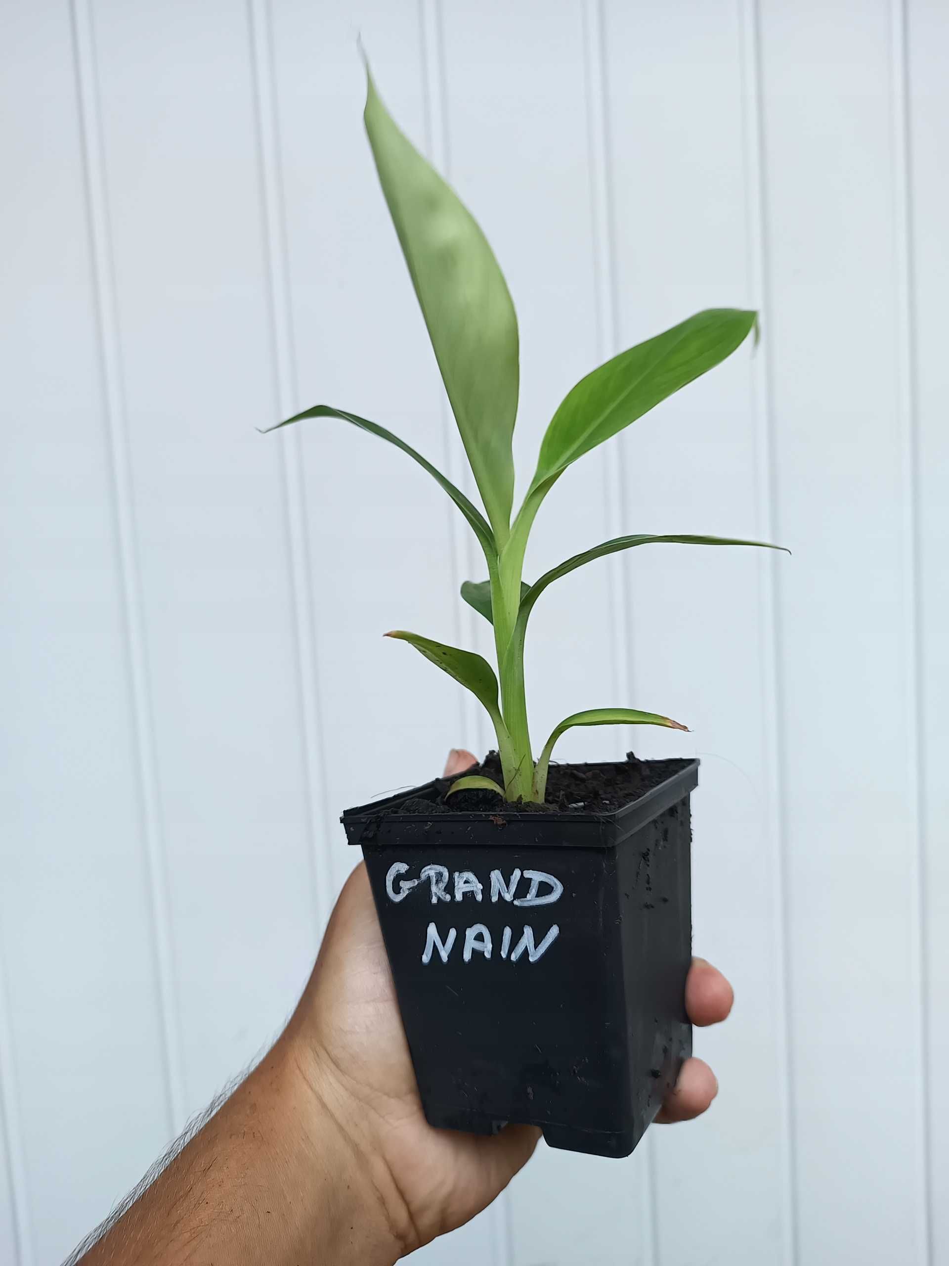 Bananowiec MUSA ACUMINATA GRAND NAIN banan jadalny sadzonka P7 20-30CM