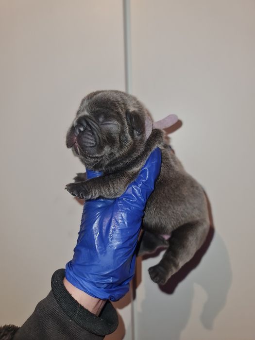 Bulldog Francês Blue