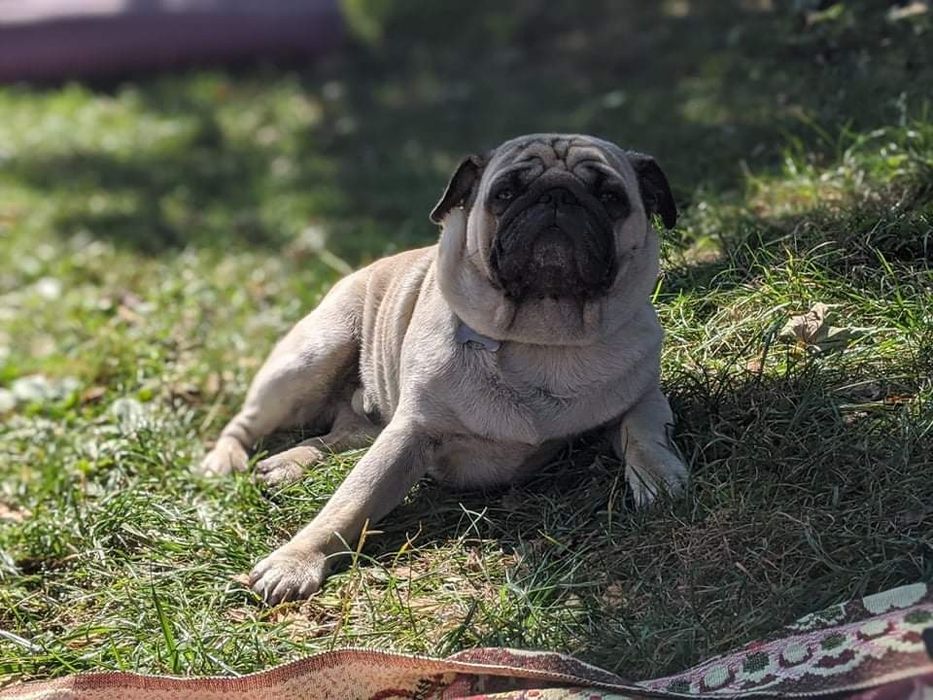 Мопс для в'язки!