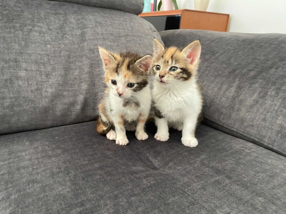 Gatos /gatas bebes para adoção