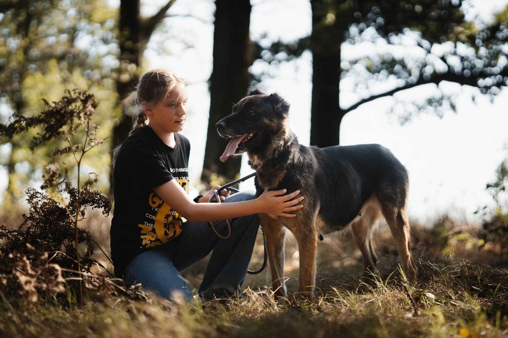 Zora w typie owczarek niemiecki Adoptuj słodziaka