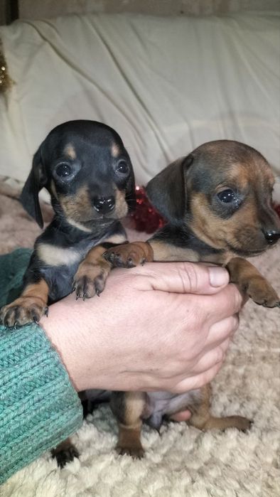 Цуценята такси міні та кроляча.