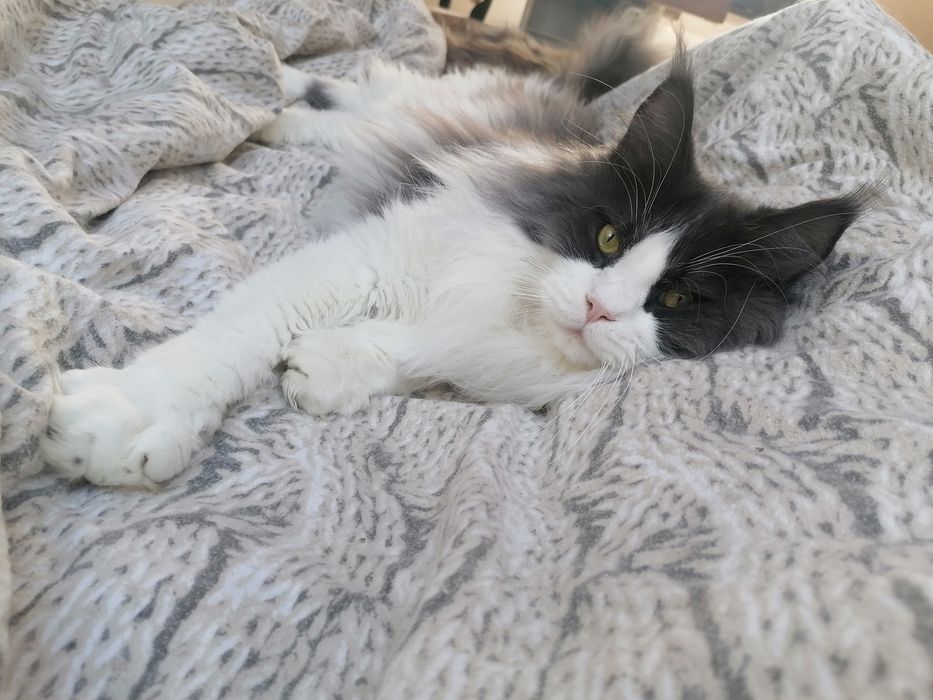 PL*YANOI Beastie - miziak rasy Maine Coon