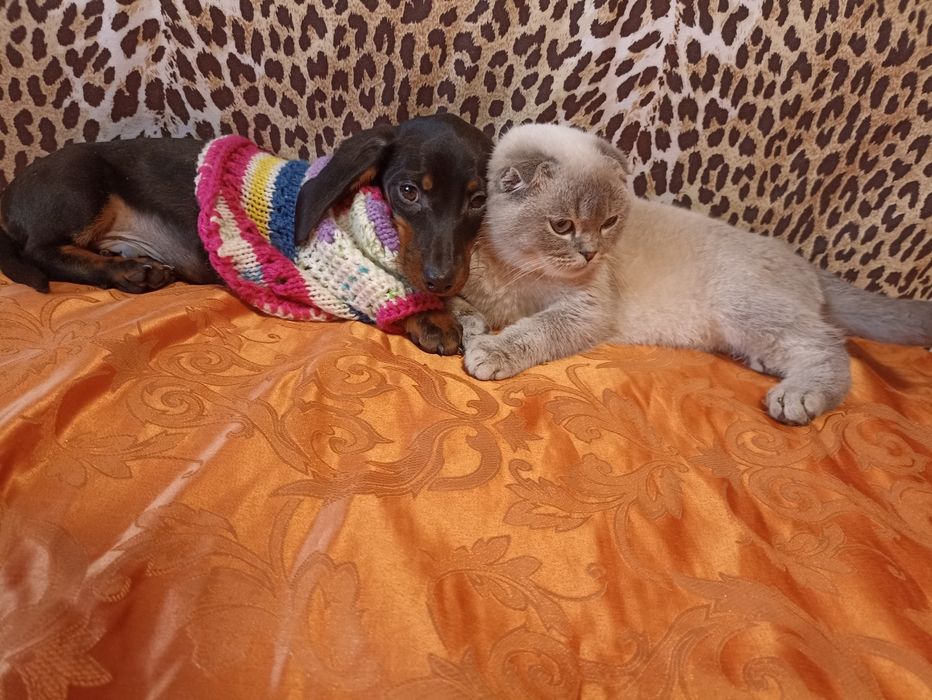 Шикарні шотландські кошенята