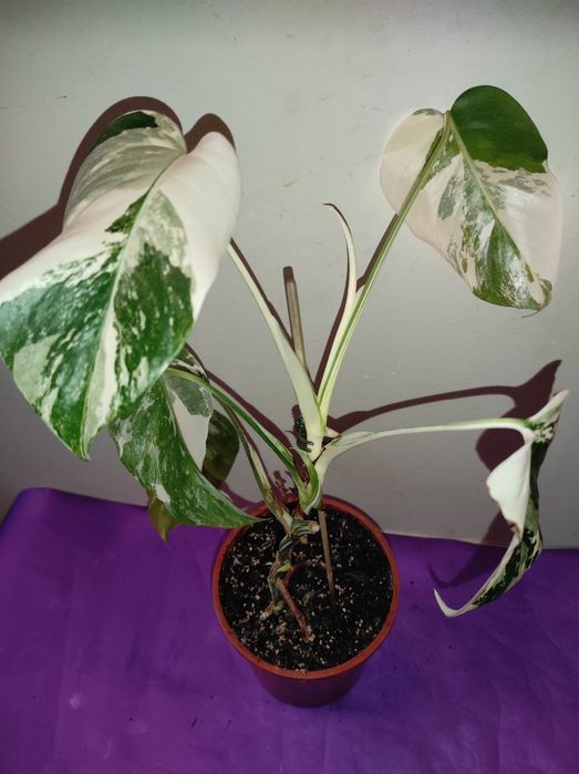 Монстера Альба 2 шт