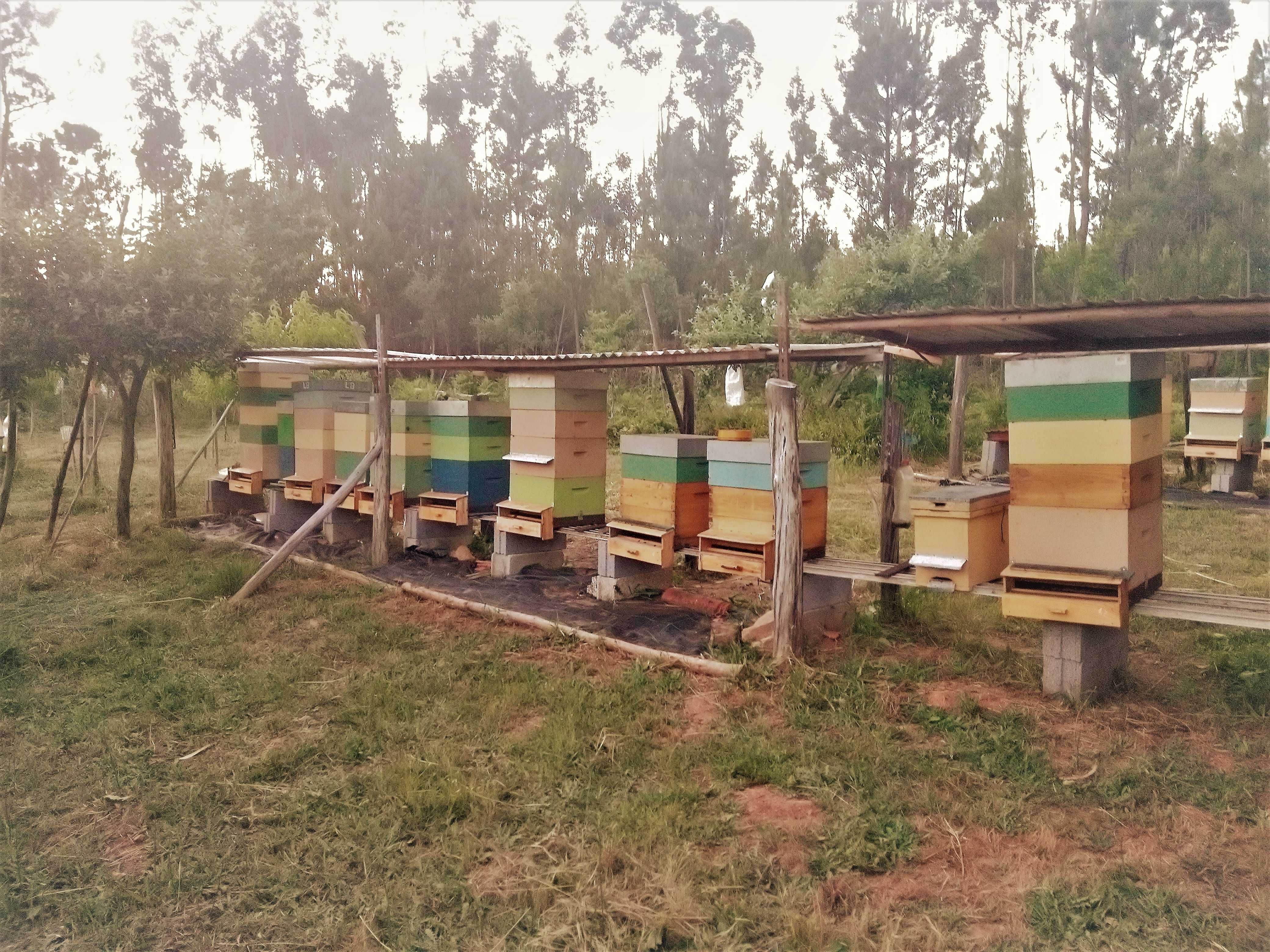 enxames de abelhas com 5 quadros