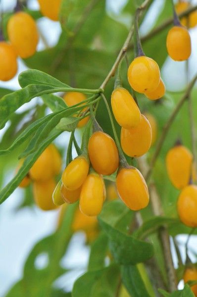 Goji Amarelo - Super alimento -  Planta de fruta viva