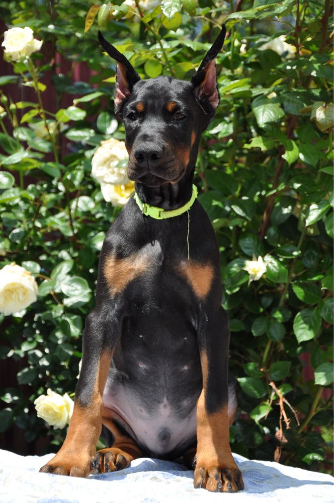 Doberman FCI КСУ