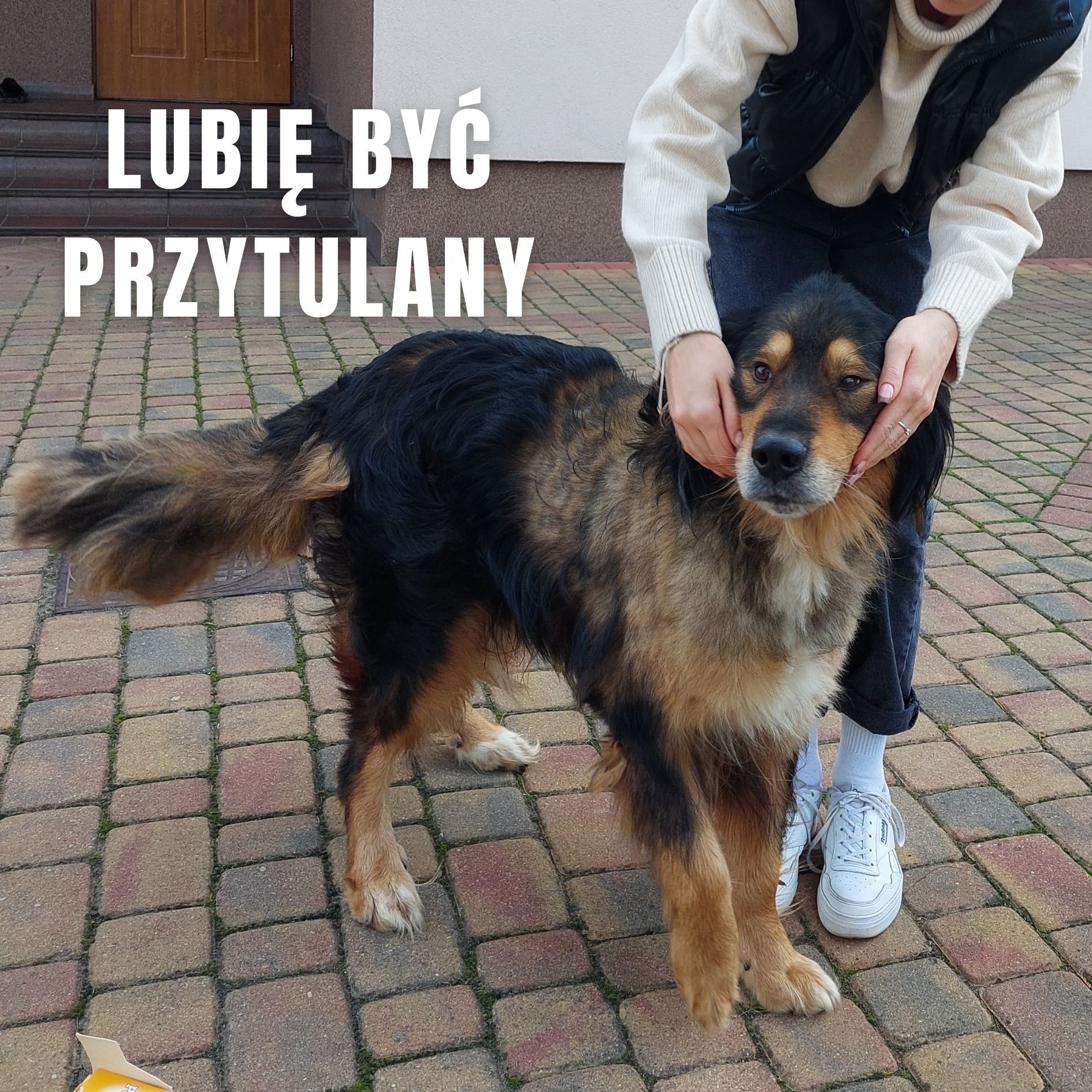 Pies szuka kochającego domu Oddam psa w dobre ręce