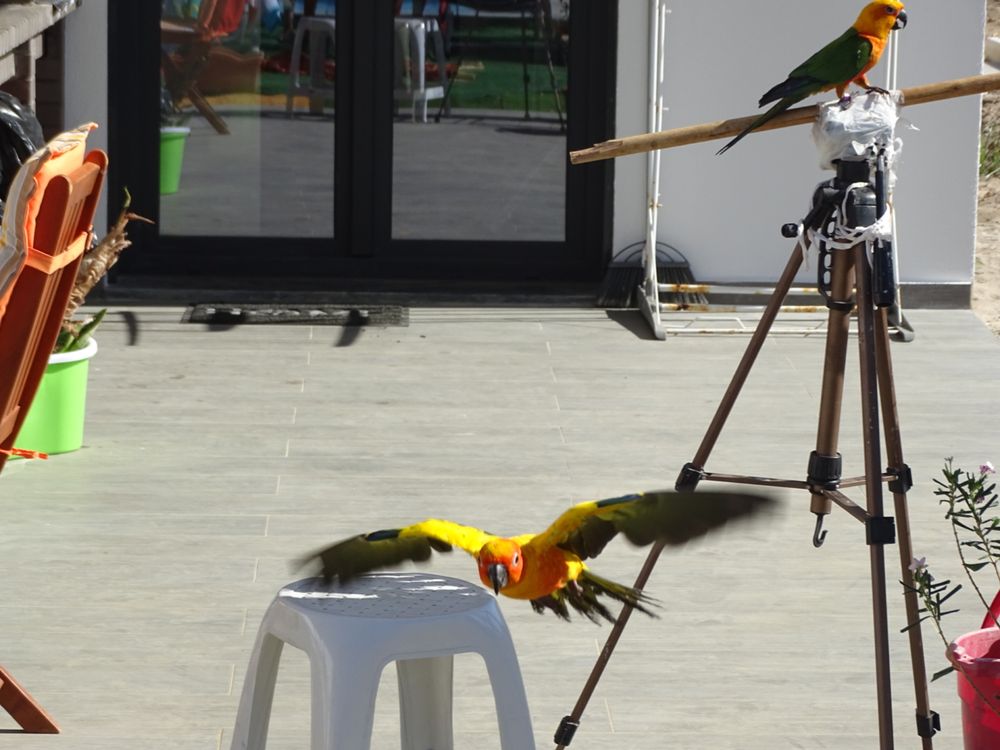 Treino aves para voo livre e amansamento