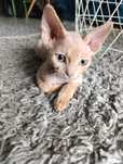 Devon rex FPL kremowy  chłopiec do hodowli