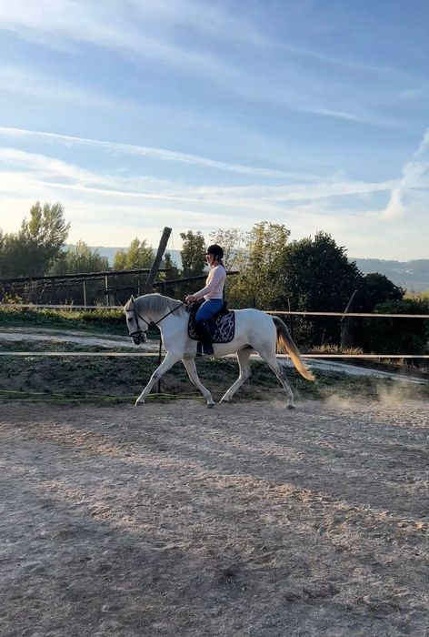 Égua pura raça, perfeito para obstáculo