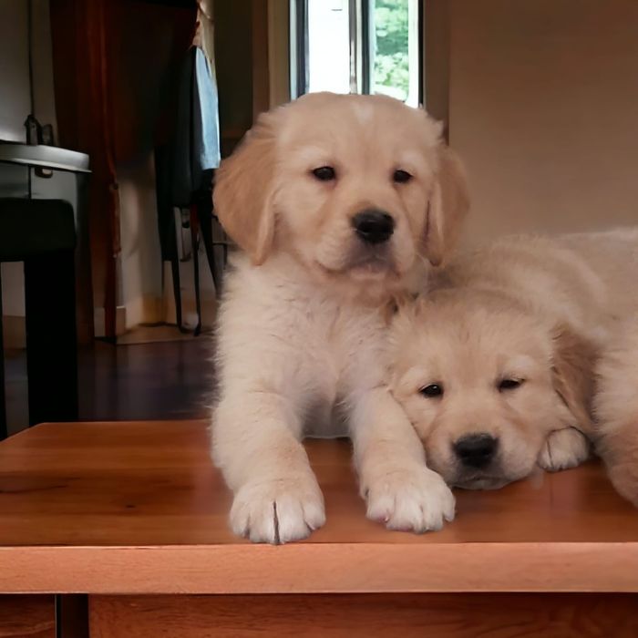 Szczeniak Golden Retriever i biszkoptowy