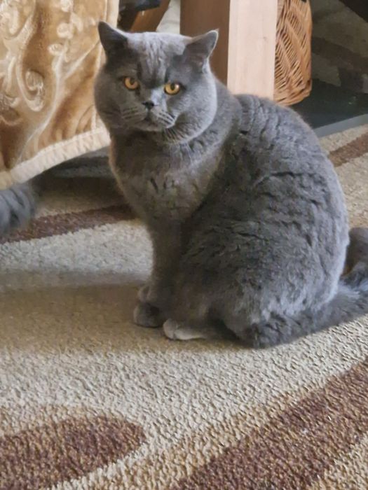 Kotek niebieski chlopak