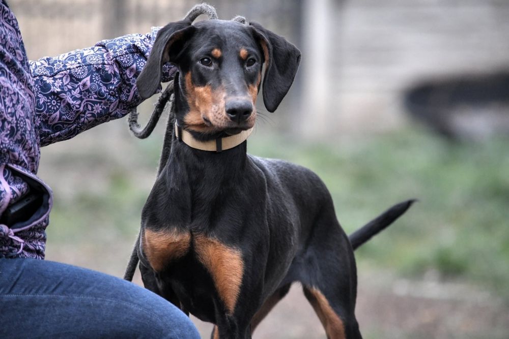 Maja młodziutka dobermanka szuka domku